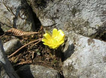 �t�N�W���\�E